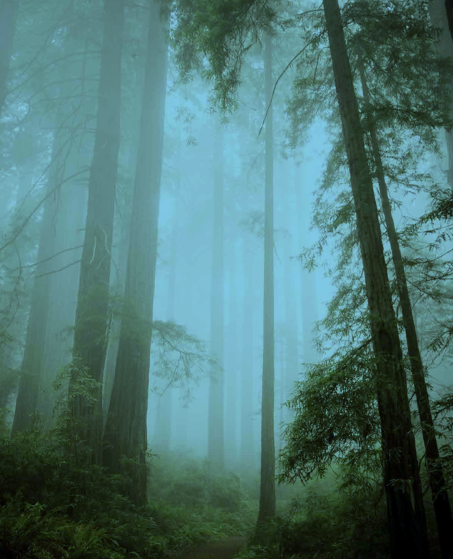 California’s Giant Redwoods in fog.