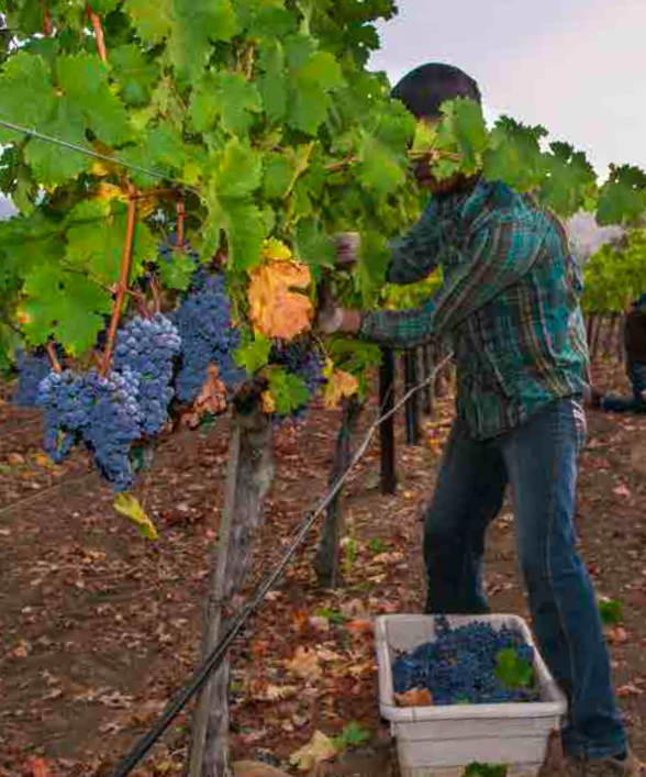 A vineyard worker picks grapes near Healdsburg, California.